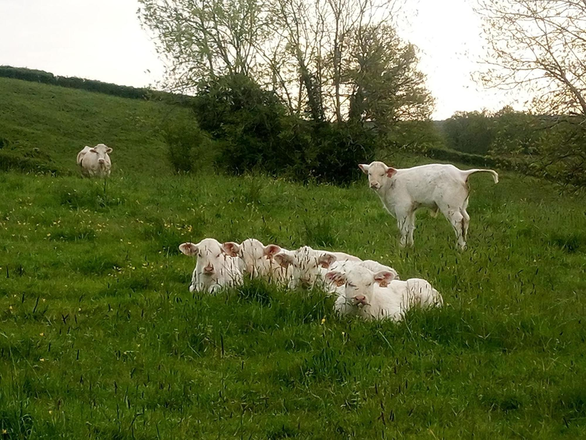 Gite A La Ferme Le Rousset Exterior photo
