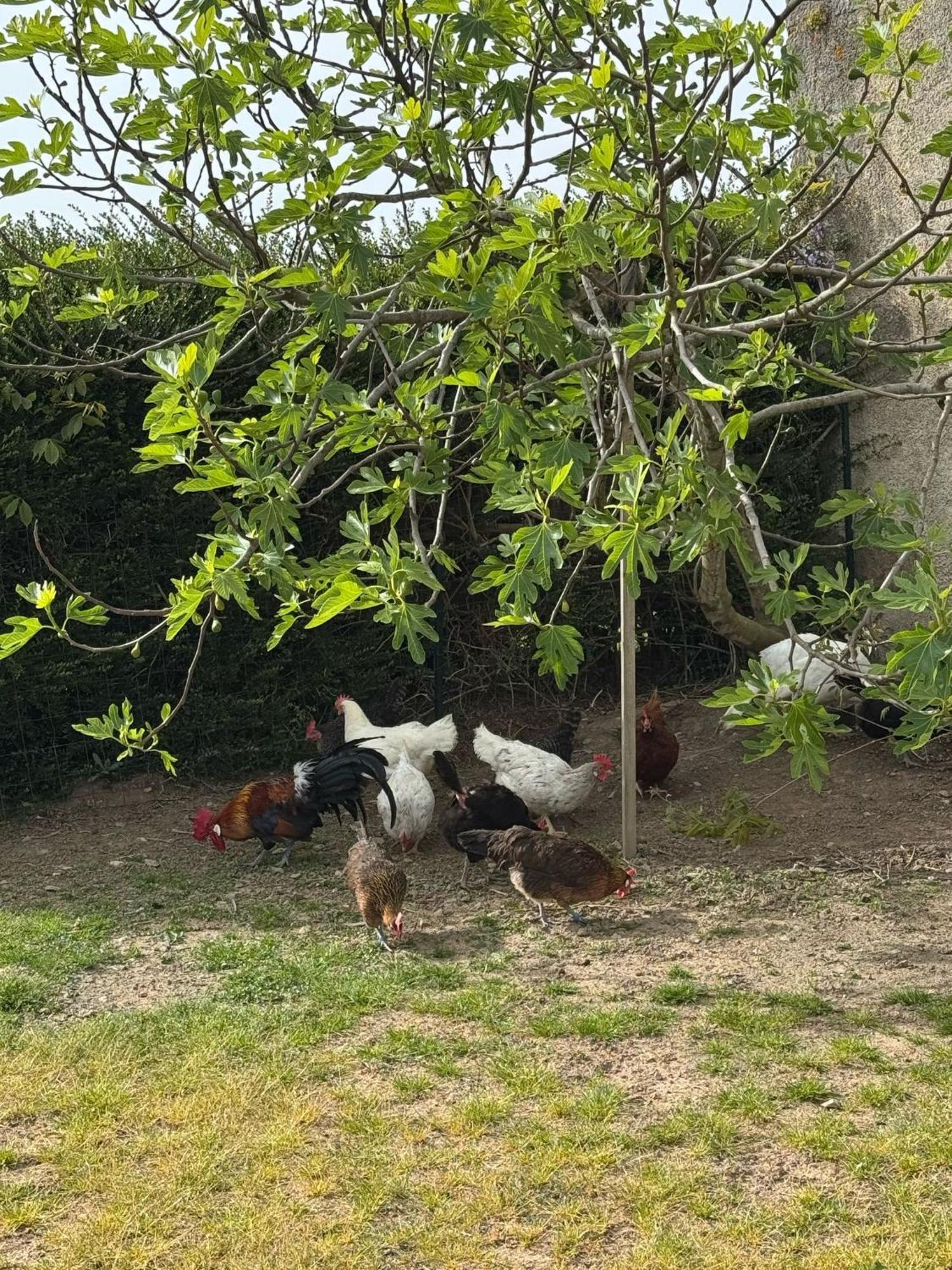 Gite A La Ferme Le Rousset Exterior photo